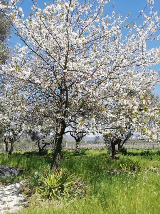 Apartament La Campagna Di Rosy Genzano di Roma Zewnętrze zdjęcie